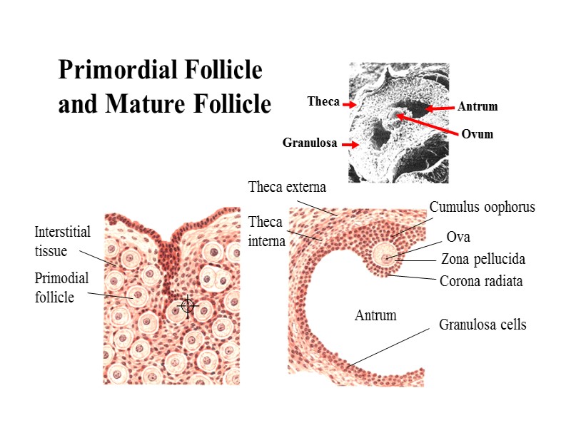 Granulosa cells Zona pellucida Corona radiata Antrum Interstitial tissue Primodial follicle Ova Cumulus oophorus